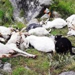संखुवासभामा चट्याङ लागेर ४० भेडा मरे