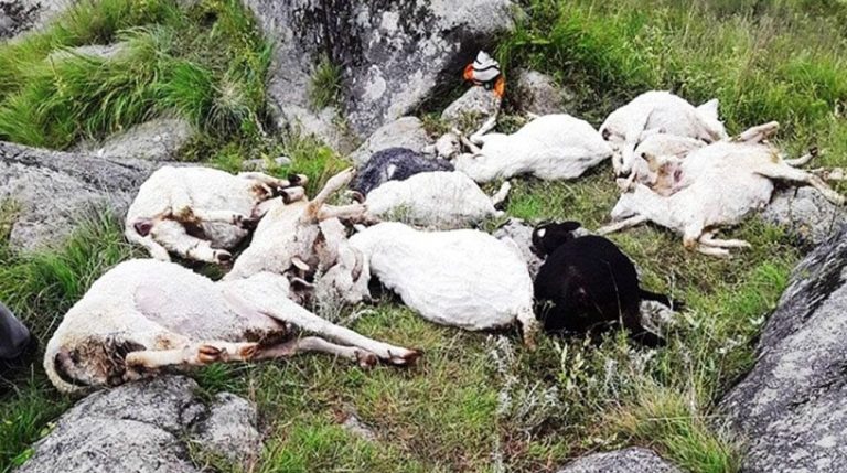 संखुवासभामा चट्याङ लागेर ४० भेडा मरे