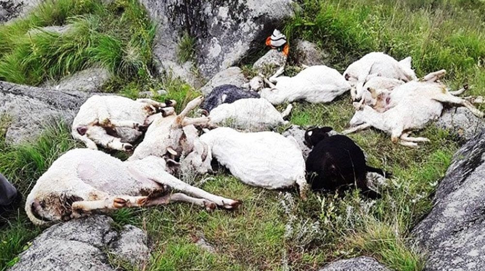 संखुवासभामा चट्याङ लागेर ४० भेडा मरे