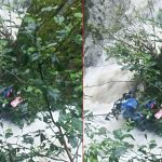 सोलुमा भलले मोटरसाइकलसहित मान्छे बगायो, तामाङको मृत्यु